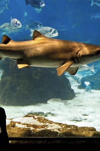 Barcelona Aquarium: Guided Tour With Exclusive Early Access - Free Cancellation Policy