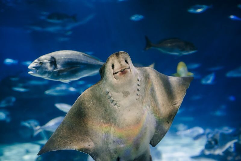 Barcelona Aquarium Ticket - Judge the size and price realistically