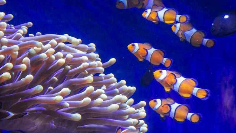 Barcelona Aquarium Ticket - Choose a time that suits your day