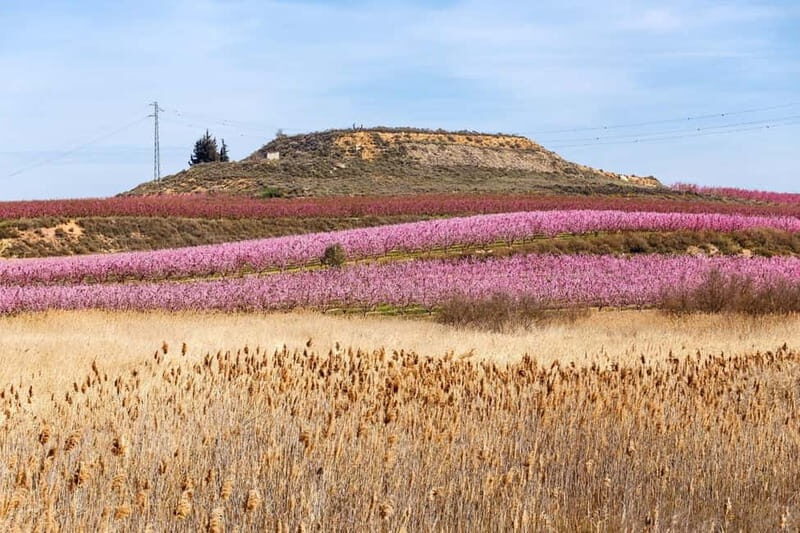 Barcelona: Cherry Blossoms in Aitona & Lunch Tour - What to Expect from the Tour