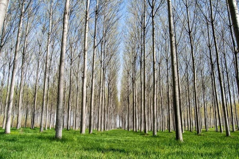 Barcelona: Cherry Blossoms in Aitona & Lunch Tour - FAQ