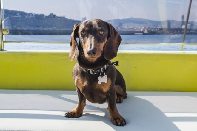 Barcelona: Chill Out Catamaran Cruise - Detailed Description