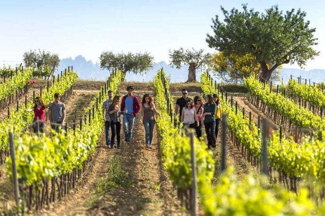 Barcelona Countryside Full Day Wine and Cava Tastings With Lunch - Vineyard Visit