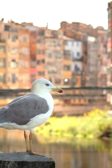 Barcelona Day Trip: Girona Costa Brava Top Beach Group Tour - El Cull De La Lleona