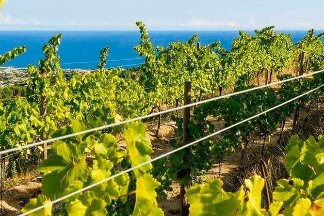 Barcelona Ebike Beach Route to the Vineyards With Wine Tasting & Picnic - Highlights of the Trip