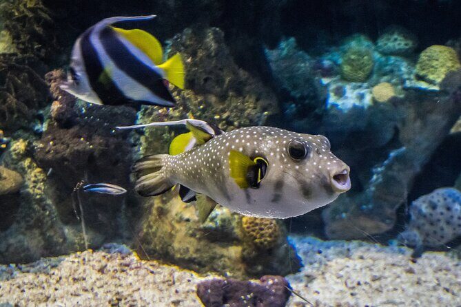 Barcelona Hop On Hop Off Bus Tour With Aquarium Admission - Final Thoughts