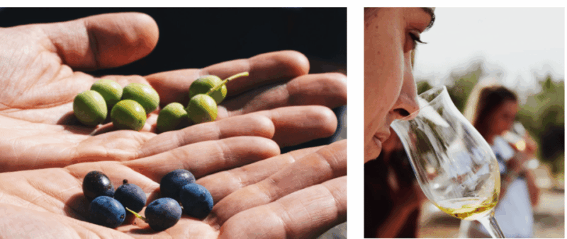 Barcelona: Olive Oil Tasting With Tapas and Cava - Good To Know