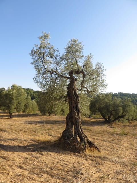 Barcelona: Olive Oil Tasting With Tapas and Cava - Common Questions