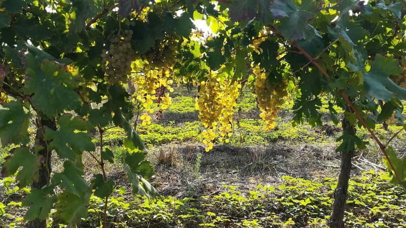 Barcelona: Penedes Wine Tasting Tour with Lunch - An In-Depth Look at the Penedes Wine Tasting Tour