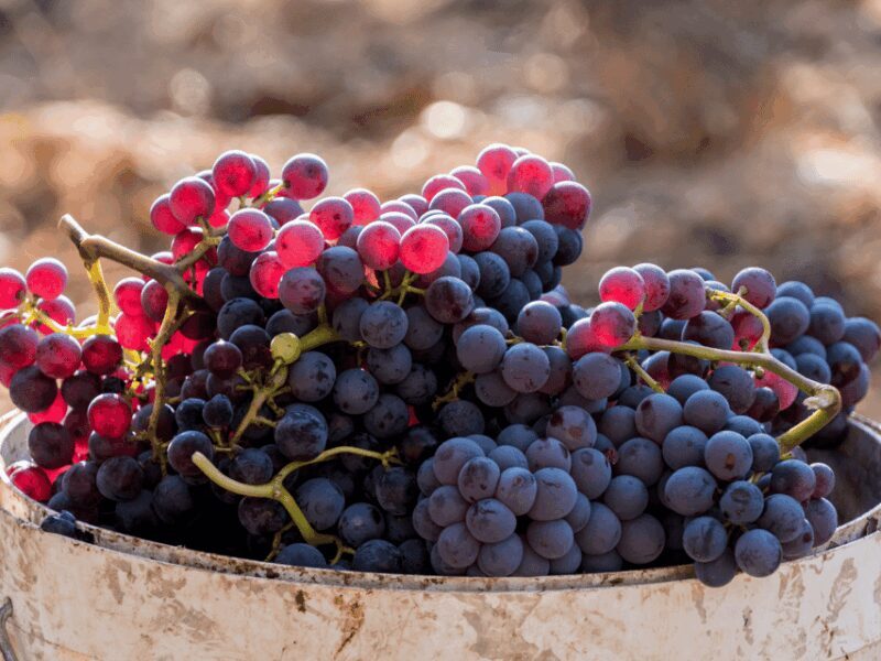 Barcelona: Priorat Wine Tour & Tastings and Lunch - Good To Know