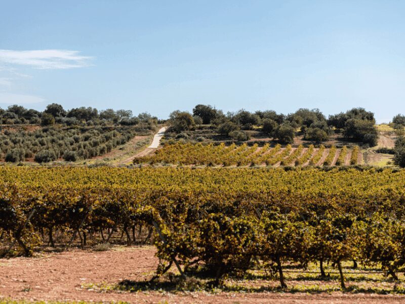 Barcelona: Priorat Wine Tour & Tastings and Lunch - Transportation & Group Size
