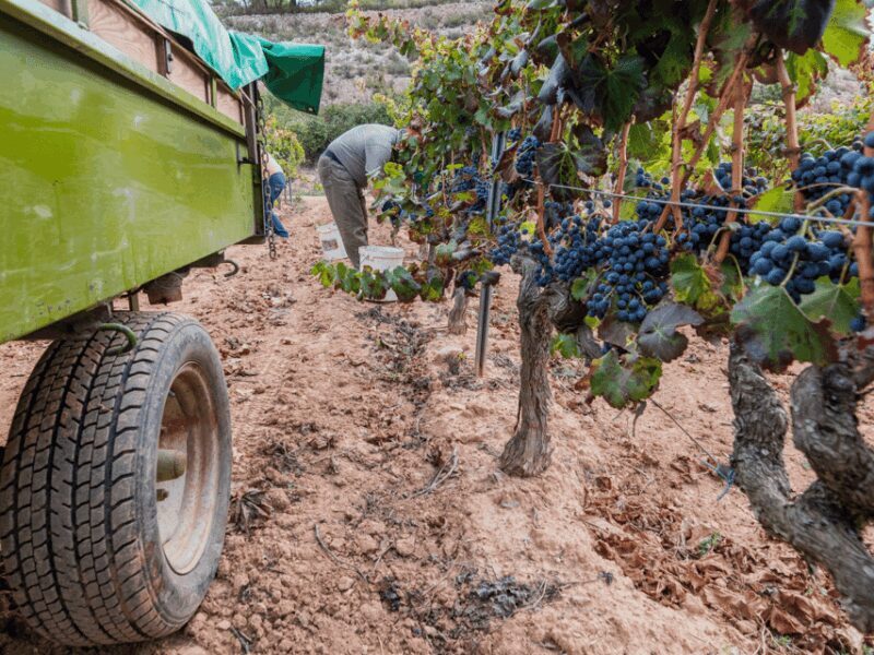 Barcelona: Priorat Wine Tour & Tastings and Lunch - Pricing & Value