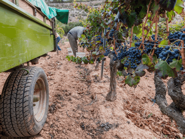 Barcelona: Priorat Wine Tour & Tastings and Lunch - Winery Visits and Tastings