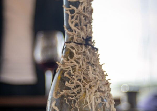 Barcelona: Submarine Winery Wine Tasting and Sailing Tour - Highlights