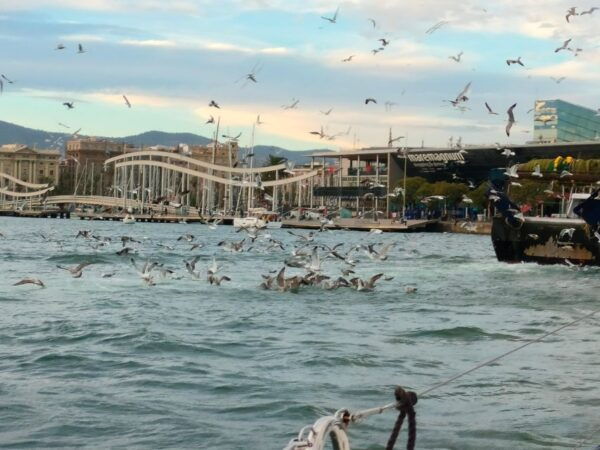 Barcelona: Sunset Cruise With Snacks and Drinks - Frequently Asked Questions