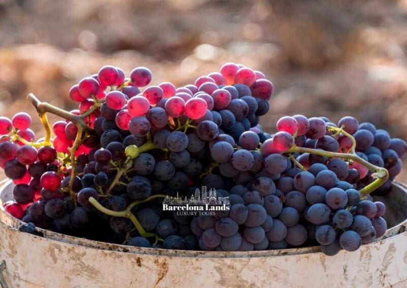 Barcelona: Tour Luxury for Priorat, Wine Tasting & Lunch - Key Points