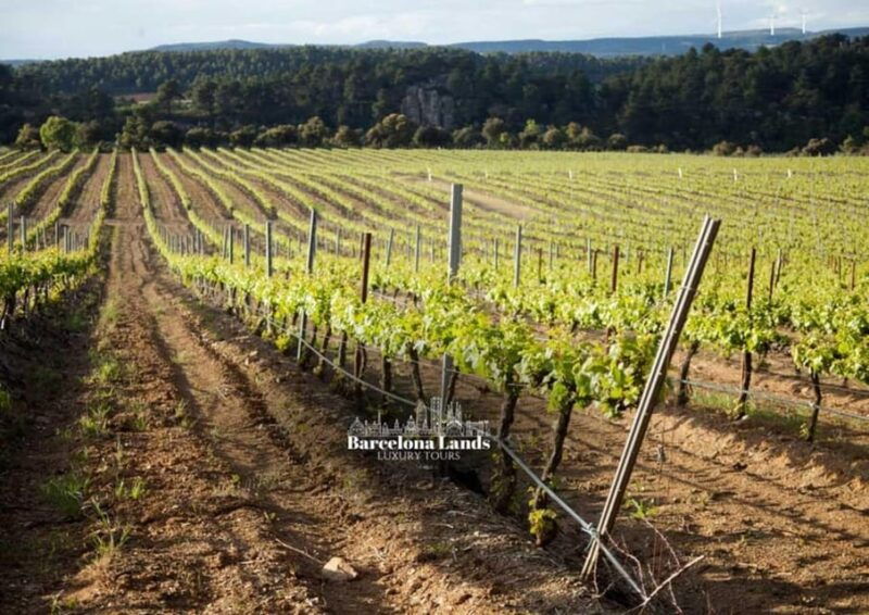 Barcelona: Tour Luxury for Priorat, Wine Tasting & Lunch - Itinerary Highlights