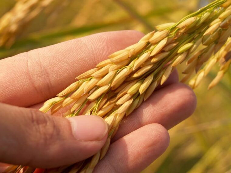 Barcelona: Tour: Mussels, Rice Plantation and Paella - Rice Cultivation and Milling