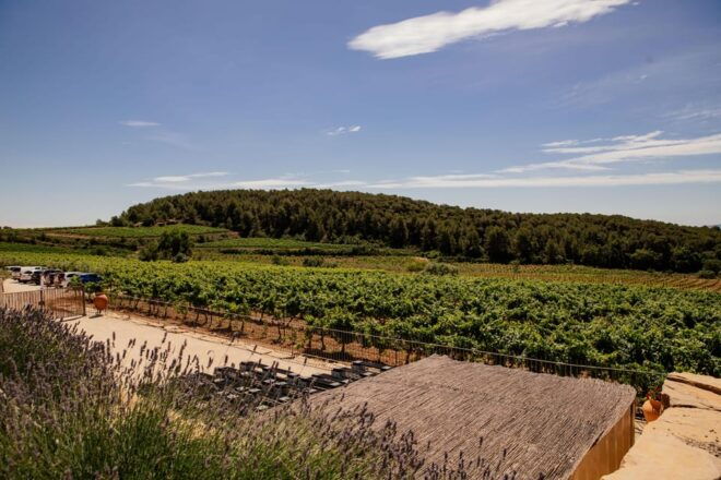 Barcelona: Vineyard Horseback Riding & Wine Tasting + Tapas - Discover Magical Wineries