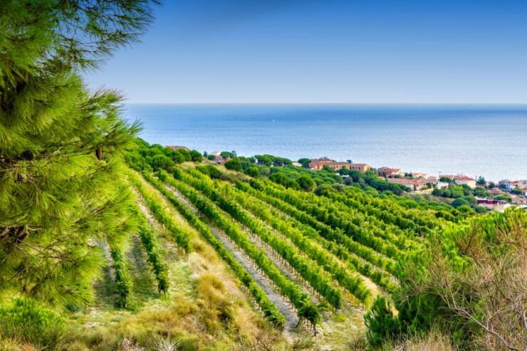 Barcelona Wine Tasting Private Tour With Wine Expert - Wine Expert Guided Tour