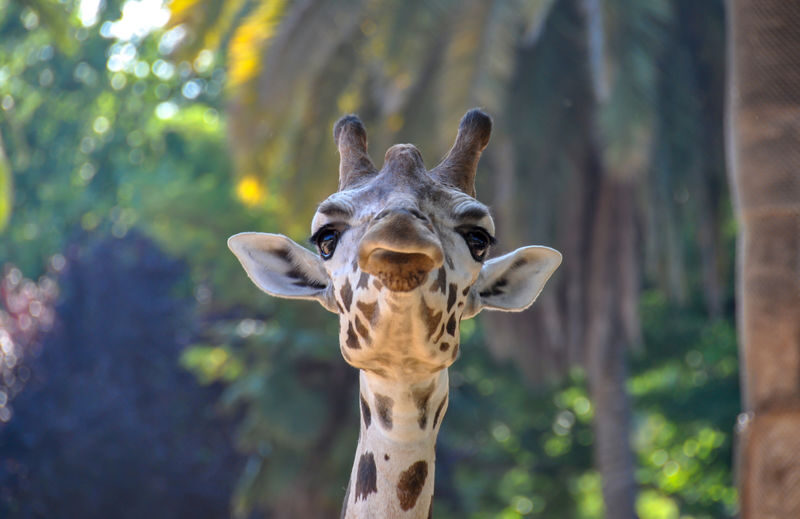 Barcelona Zoo Ticket - Barcelona Zoo at a glance