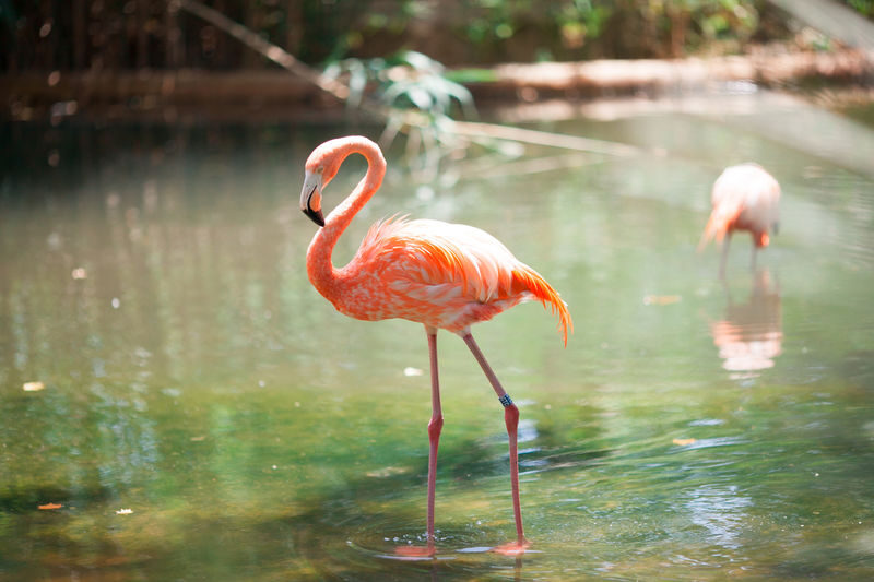 Barcelona Zoo Ticket - What a visit through the zoo feels like