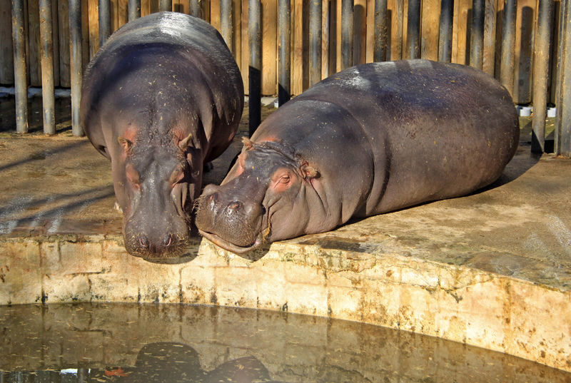 Barcelona Zoo Ticket - Is the ticket worth $28.35?