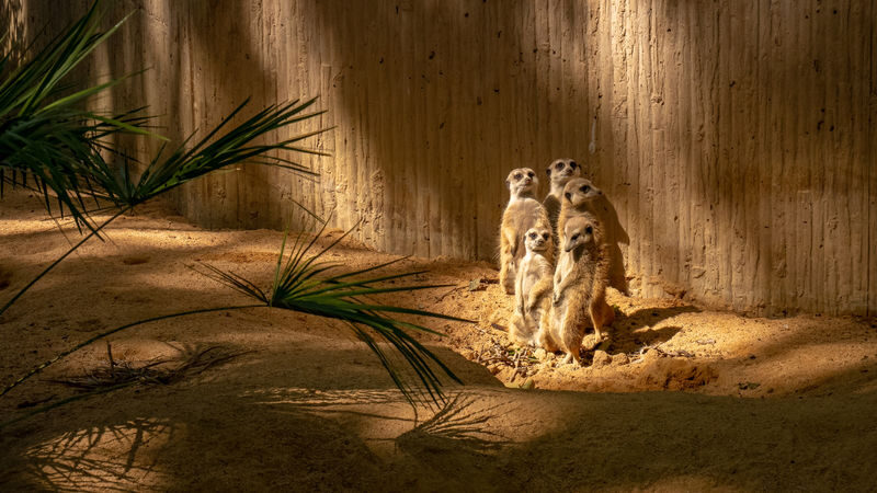 Barcelona Zoo Ticket - Renovations, animal sightings, and what to expect