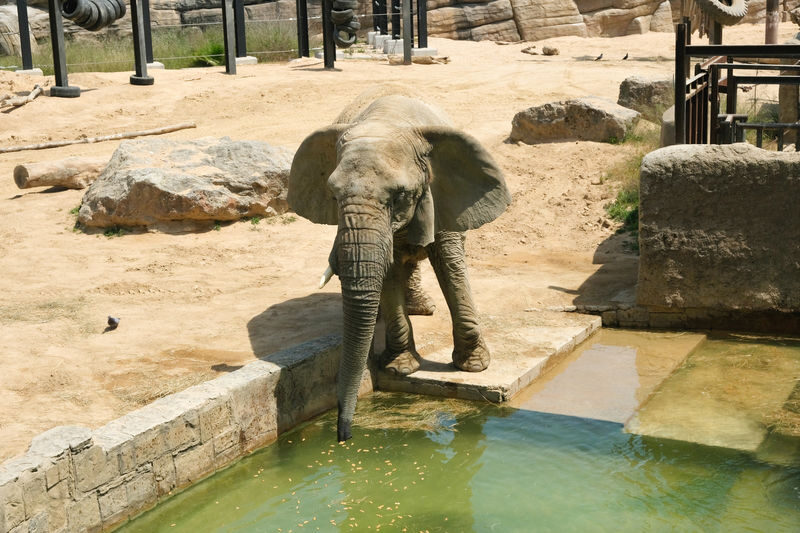 Barcelona Zoo Ticket - Getting there and entering through the right gate