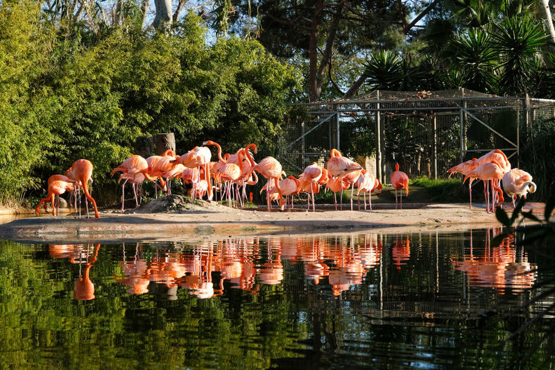 Barcelona Zoo Ticket - A few practical rules worth knowing