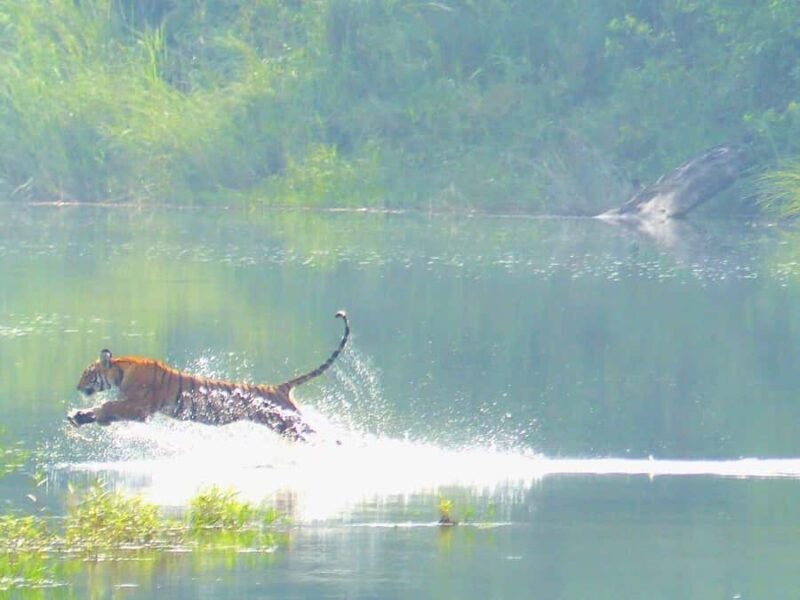 Bardia National Park: 3-Night Nepal's Tiger Tour - Day 2-3: Guided Safari Adventures