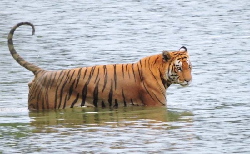 Bardia National Park: 3-Night Nepal's Tiger Tour - Good To Know  