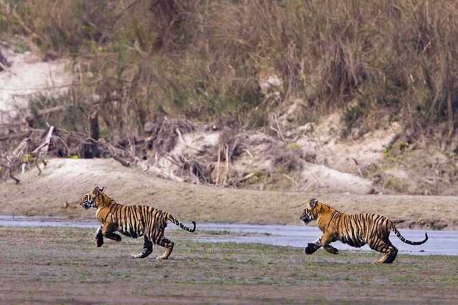 Bardia National Park Jungle Safari Tour Package - 3 Nights 4 Days - Accommodation and Meals