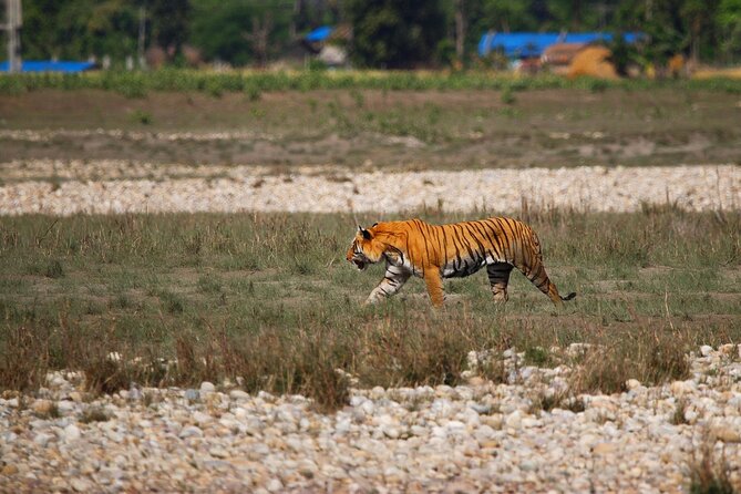 Bardia National Park Jungle Safari Tour Package - 3 Nights 4 Days - Safari Guide and Permits