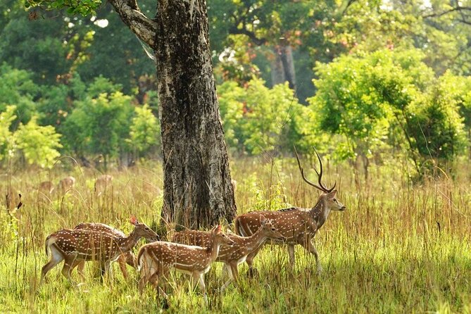 Bardia National Park Jungle Safari Tour Package - 3 Nights 4 Days - Additional Information and Booking Details