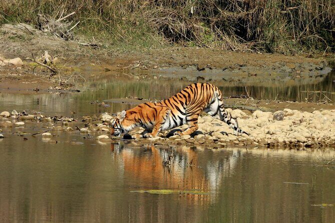 Bardia Tiger Tracking Tour 5 Nights 6 Days Full Package - Good To Know