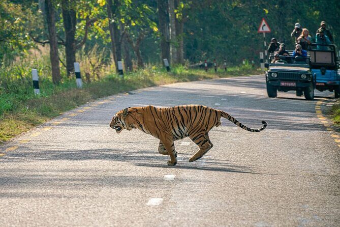 Bardia Tiger Tracking Tour 5 Nights 6 Days Full Package - Final Thoughts
