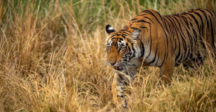 Bardia Tour-Tiger Safari in Nepal - Key Points