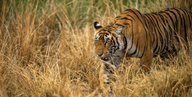 Bardia Tour-Tiger Safari in Nepal - Detailed Itinerary