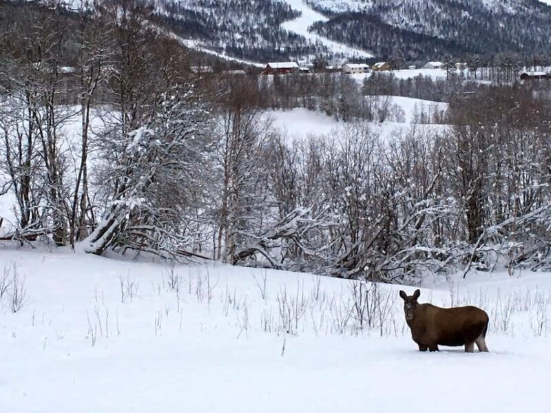 Bardufoss: Wild Moose Safari with Lunch - Good To Know