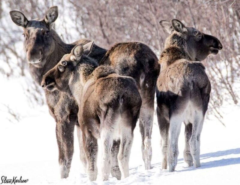 Bardufoss: Wild Moose Safari with Lunch - The Itinerary Breakdown
