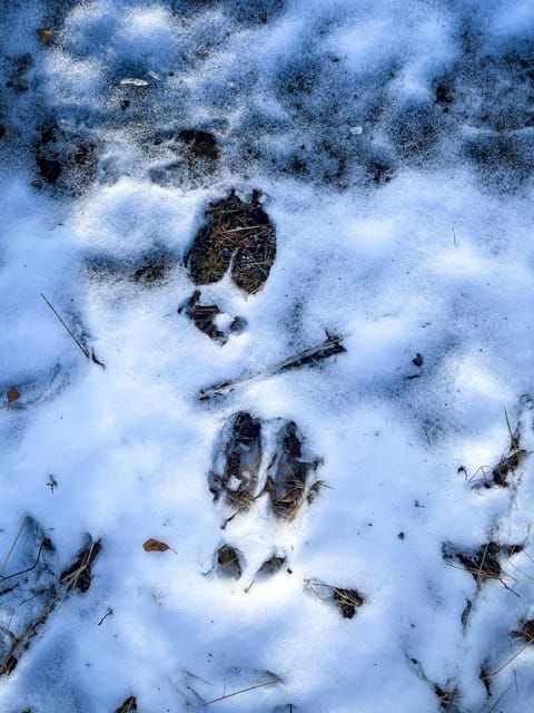 Bardufoss: Wild Moose Safari with Lunch - Practical Tips for Your Moose Safari