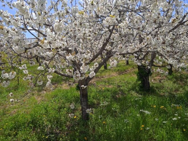 Bari: E-Bike Tour and Orecchiette in a Masseria - Customer Reviews