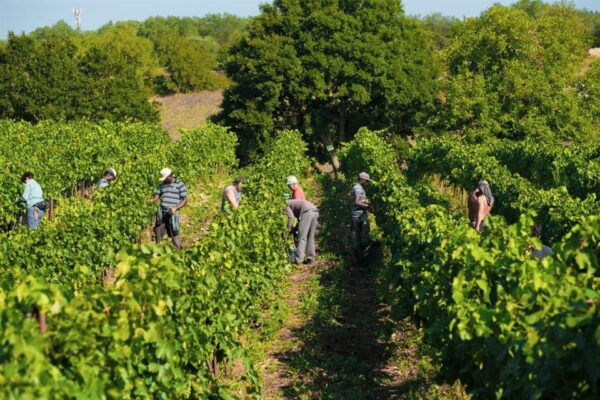 Bari/Gioia Del Colle: Bike Among Vineyards & Wine Tastings - The Sum Up