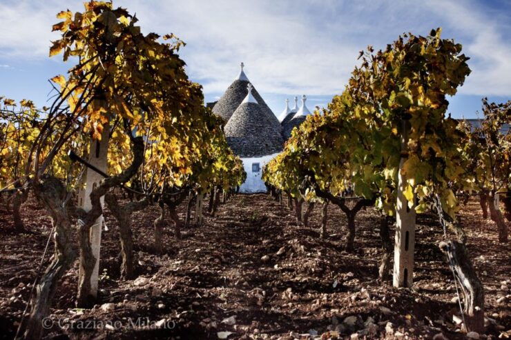 Bari/Gioia Del Colle: Ebike Tour, Cellar Visit & Tasting - Good To Know