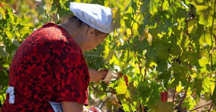 Bari/Gioia Del Colle: Ebike Tour & September Grape Harvest - 2. Tour Itinerary