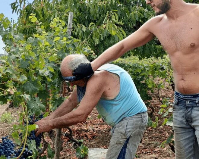 Bari/Gioia Del Colle: Ebike Tour & September Grape Harvest - 3. Booking Details