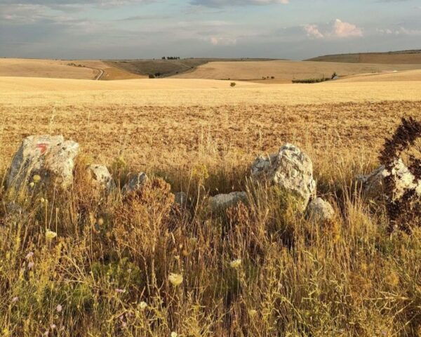 Bari/Gioia Del Colle: Ebike Tour & Toasts in Vineyard - Inclusions Package