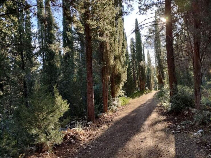 Bari: MTB Tour in the 'Mercadante' Forest With 'Focaccia' - Tour Overview