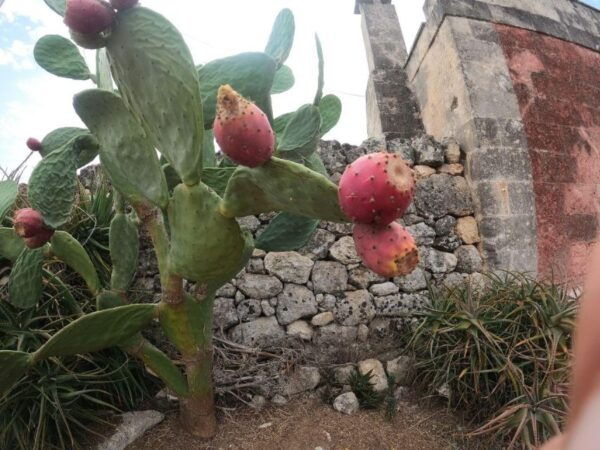 Bari:E-bike Tour and Apulian Extra Virgin Olive Oil Tasting - Directions